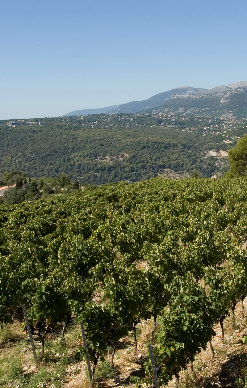 Château de Bellet, le vignoble