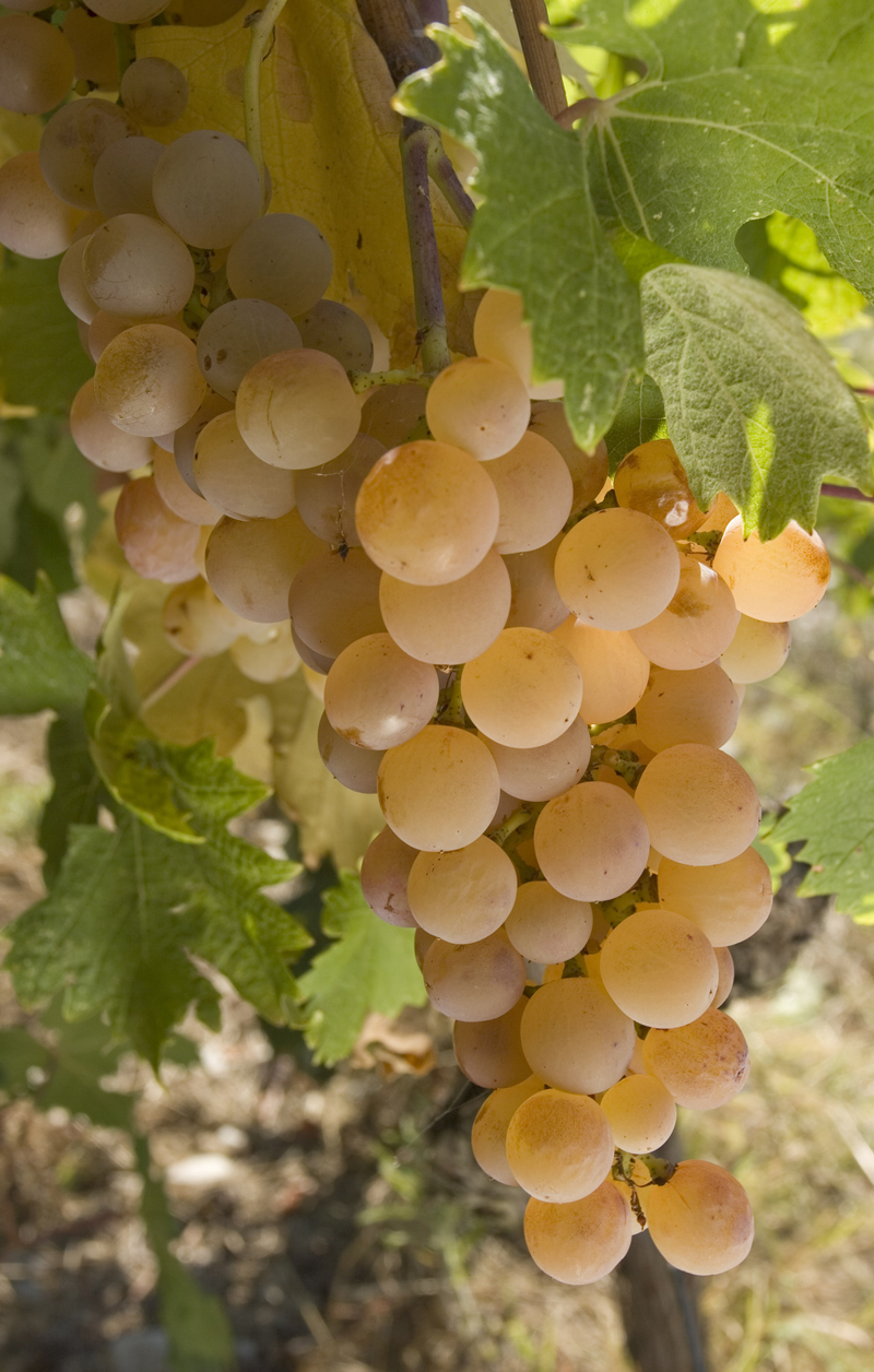 Château de Bellet, le vignoble