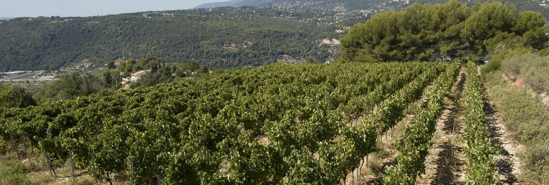 Château de Bellet, le vignoble