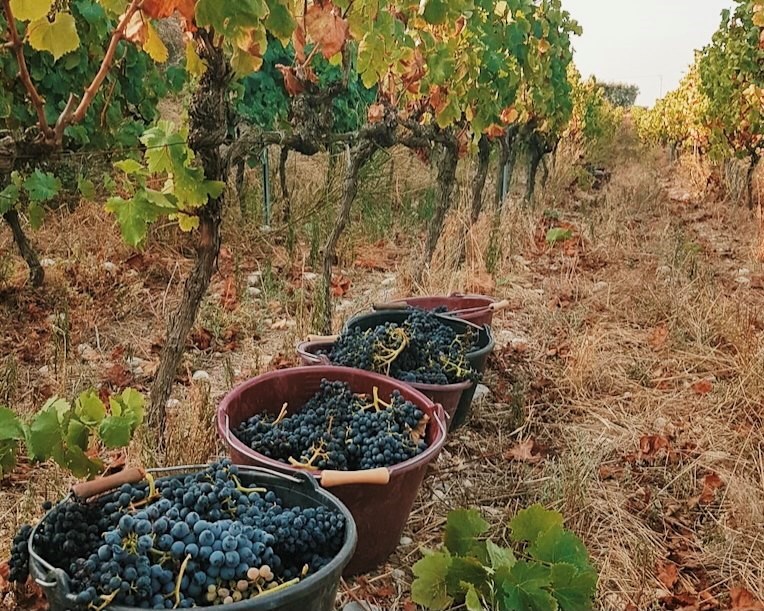 vendanges 2020 seaux de raisins au milieu des vignes